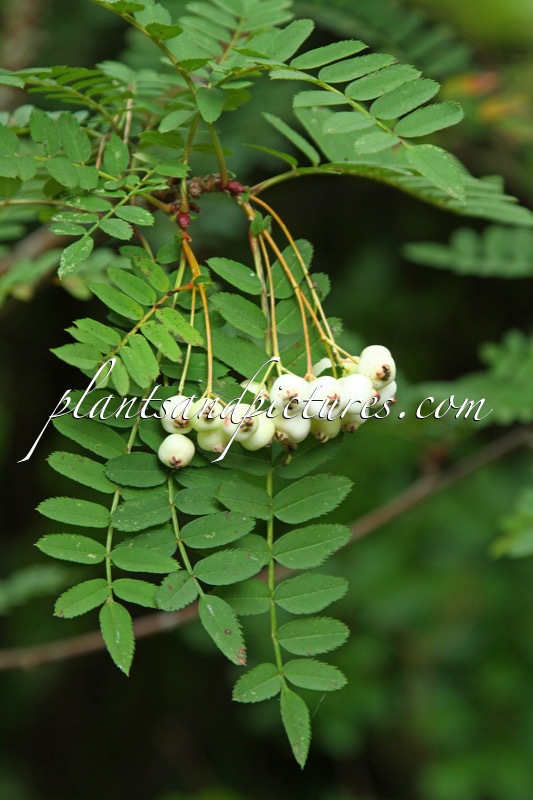 Sorbus gonggashanica