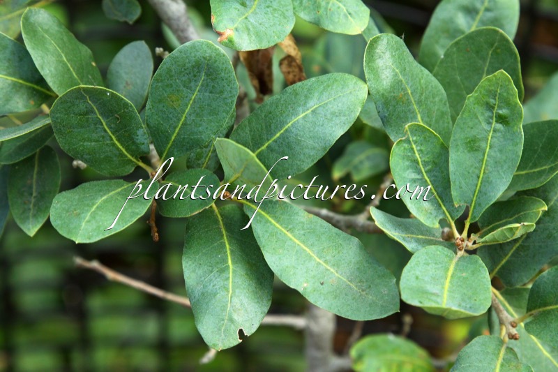 Quercus oblongifolia