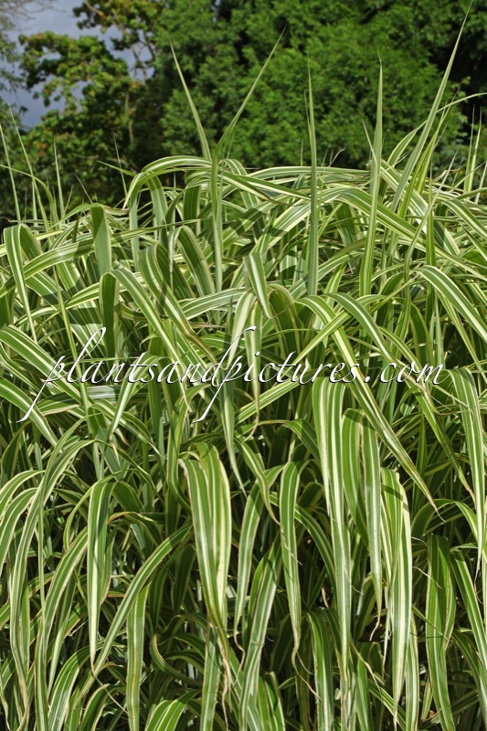 Miscanthus sinensis ‘Cosmopolitan’
