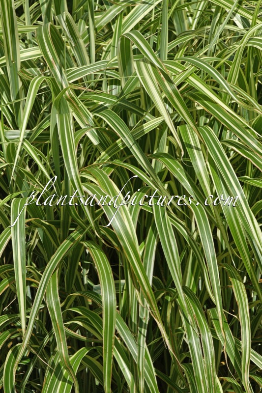 Miscanthus sinensis ‘Cosmopolitan’