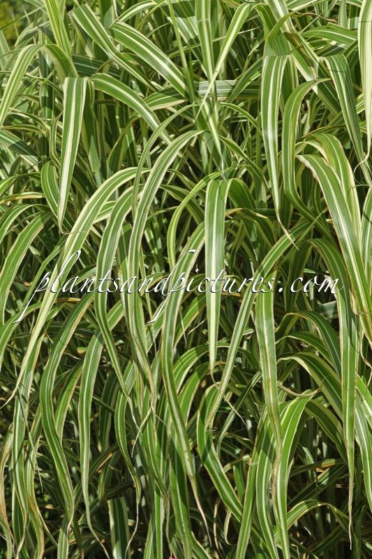 Miscanthus sinensis ‘Cosmopolitan’