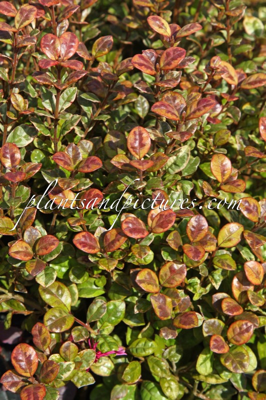 Lophomyrtus ralphii ‘Multicolor’