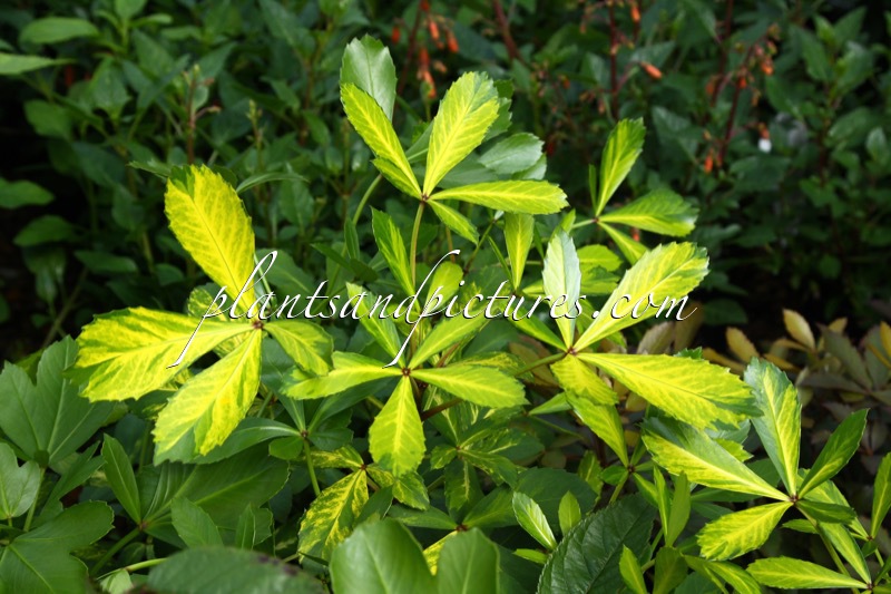 Pseudopanax lessonii ‘Gold Splash’