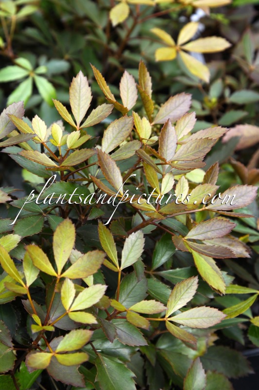 Pseudopanax lessonii ‘Rangitira’