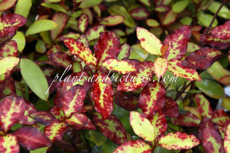 Pseudowintera colorata ‘Red Leopard’