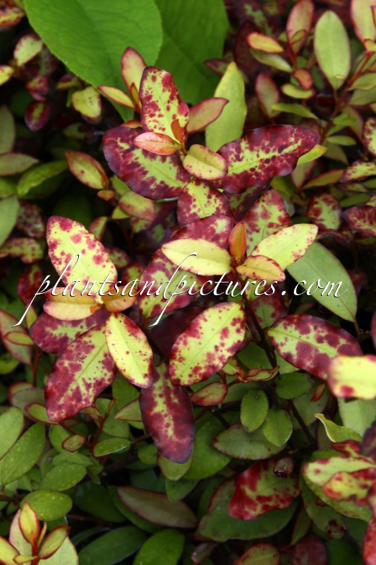 Pseudowintera colorata ‘Red Leopard’