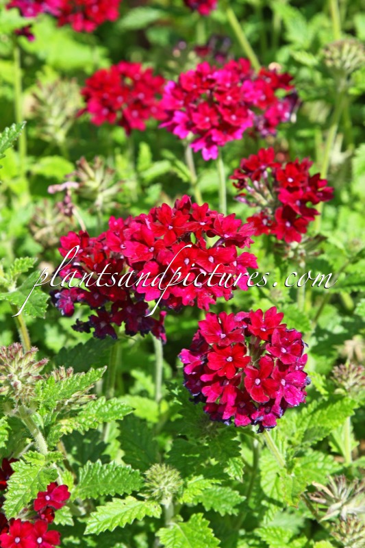 Verbena ‘Claret’