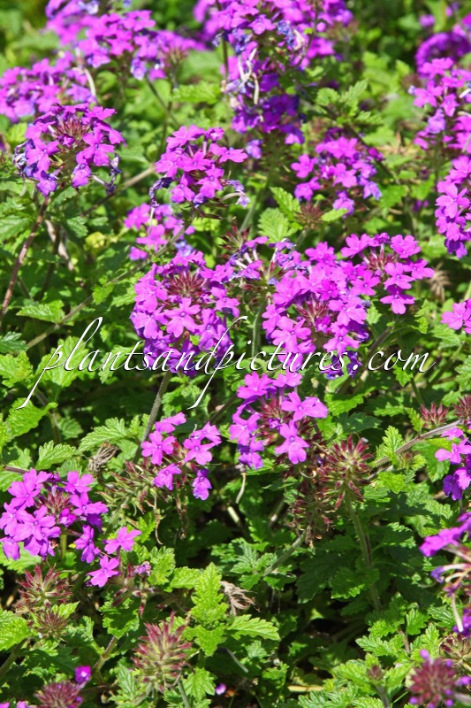 Verbena ‘Homestead Purple’