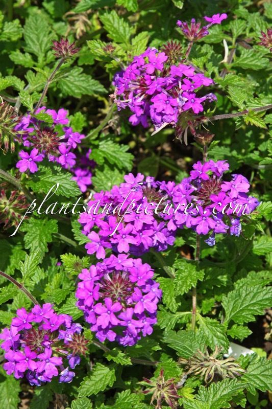 Verbena ‘Homestead Purple’
