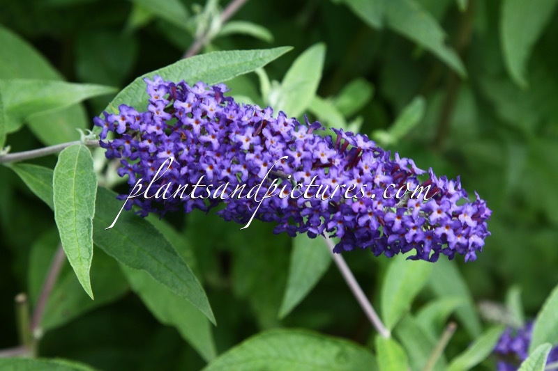 Buddleja davidii ‘Blue Horizon’
