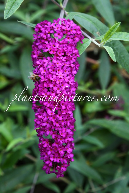 Buddleja davidii ‘Burgundy’