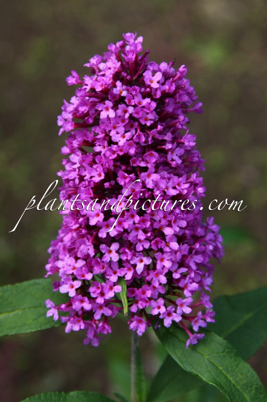 Buddleja davidii ‘Peakeep’ (PEACOCK)