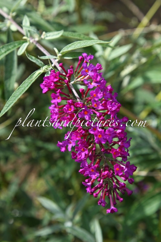 Buddleja davidii ‘Nanho Purple’