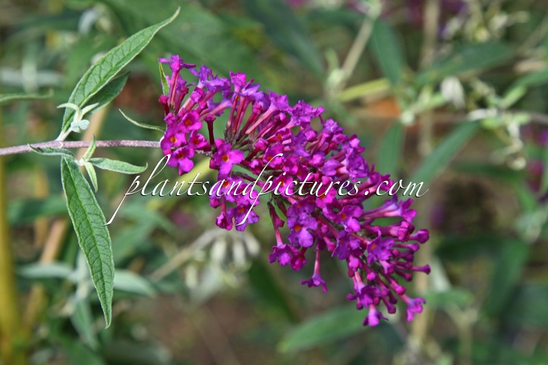 Buddleja davidii ‘Nanho Purple’