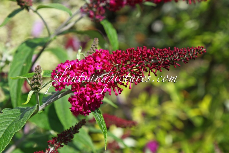 Buddleja ‘Miss Ruby’