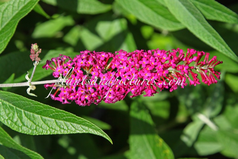 Buddleja ‘Miss Ruby’