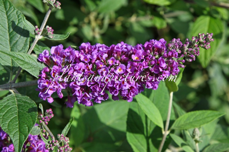 Buddleja ‘Blue Chip’