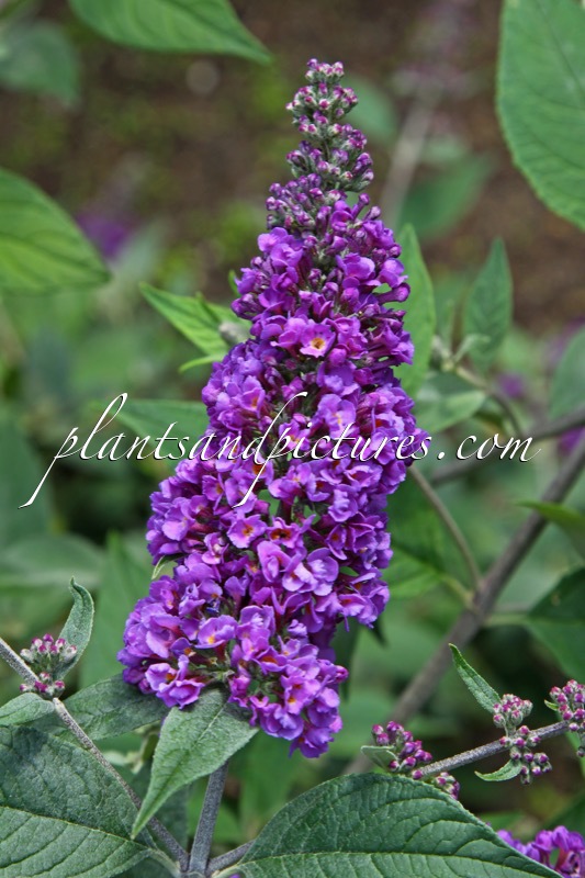 Buddleja ‘Blue Chip’