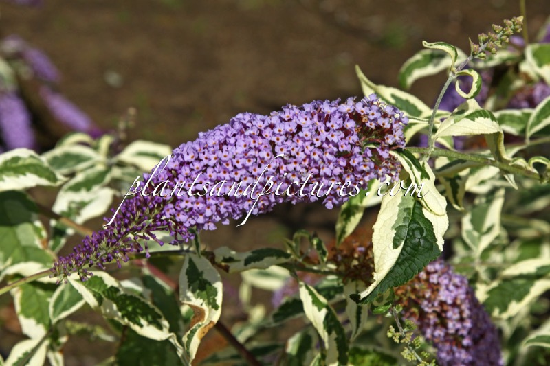 Buddleja davidii ‘Variegata’