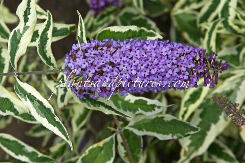 Buddleja davidii ‘Variegata’