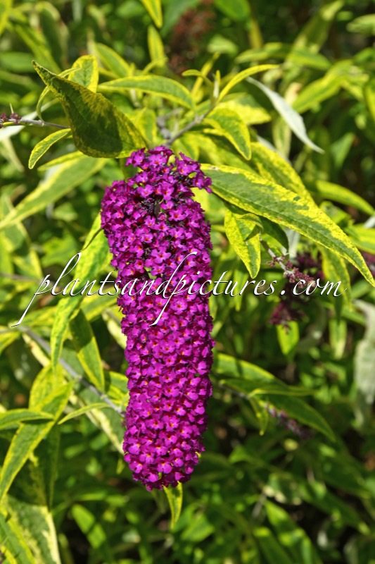 Buddleja davidii ‘Santana’