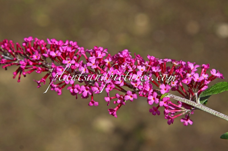 Buddleja davidii ‘Pink Spread’