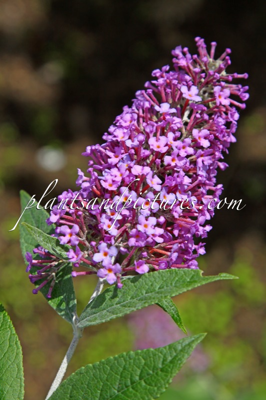 Buddleja davidii ‘Silver Lilac’
