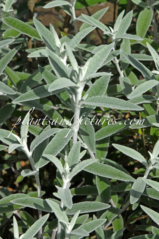 Buddleja ‘Morning Mist’ (SILVER ANNIVERSARY)