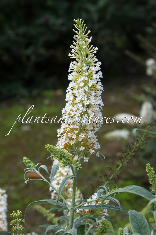 Buddleja ‘White Ball’