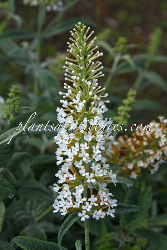 Buddleja ‘White Ball’