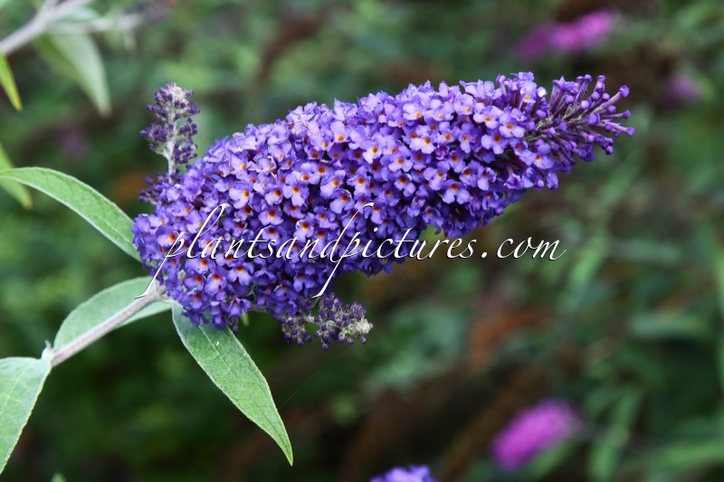 Buddleja davidii ‘Ellen’s Blue’
