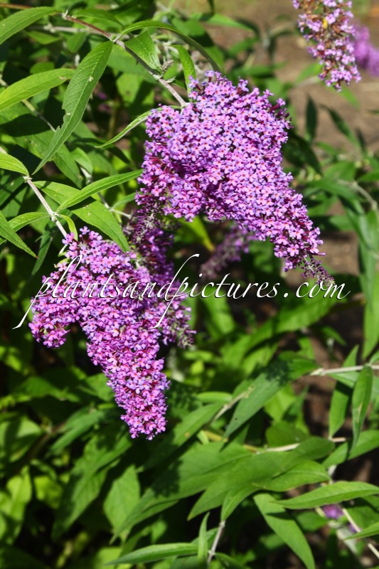 Buddleja davidii ‘Dartmoor’