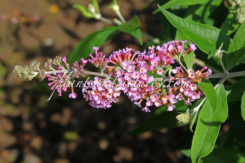 Buddleja davidii ‘Pink Pagoda’