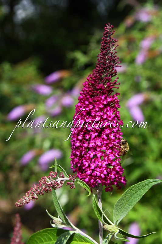 Buddleja davidii ‘Lonplum’ (SUGAR PLUM)