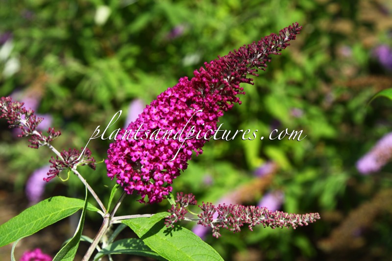 Buddleja davidii ‘Lonplum’ (SUGAR PLUM)