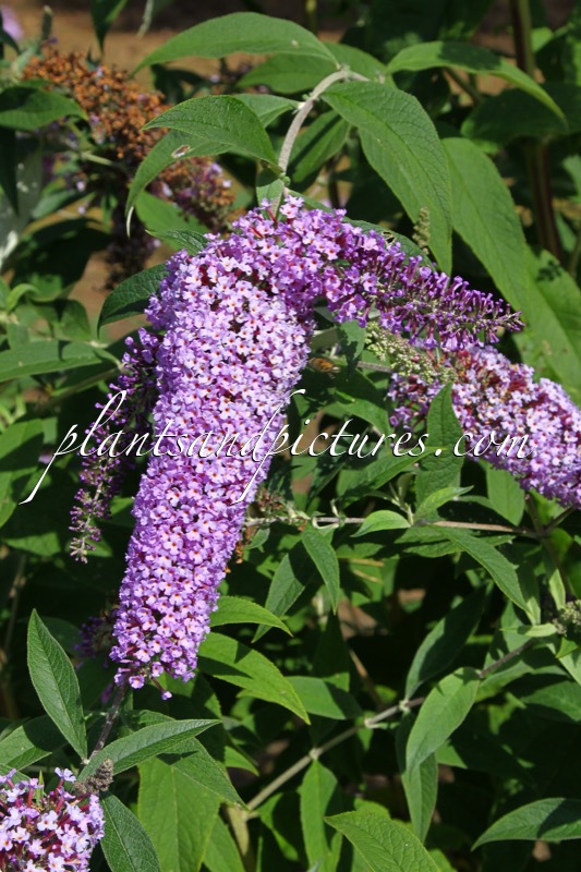 Buddleja davidii ‘Shapcott Lavender’