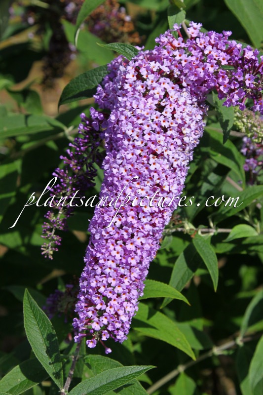 Buddleja davidii ‘Shapcott Lavender’