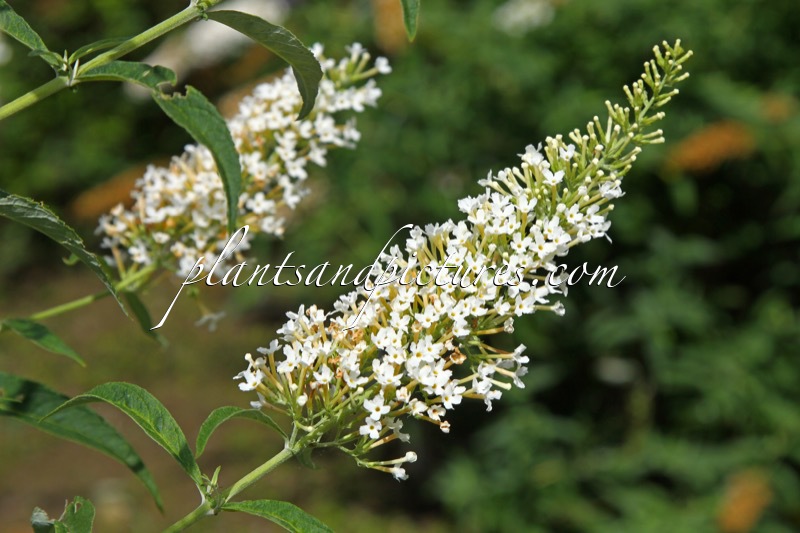Buddleja davidii ‘Monite’ (NANHO WHITE; PETITE SNOW)