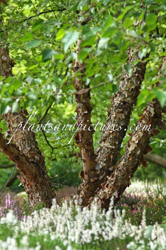 Betula nigra ‘Little King’ (FOX VALLEY)