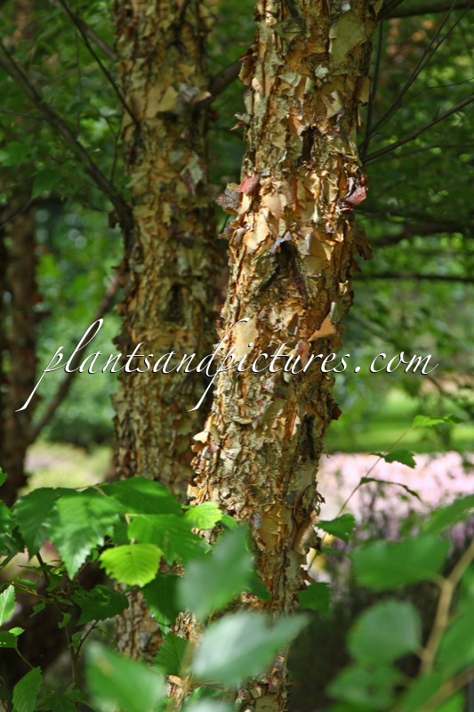 Betula nigra ‘Little King’ (FOX VALLEY)