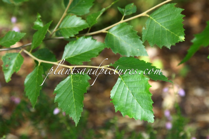 Betula nigra ‘Little King’ (FOX VALLEY)