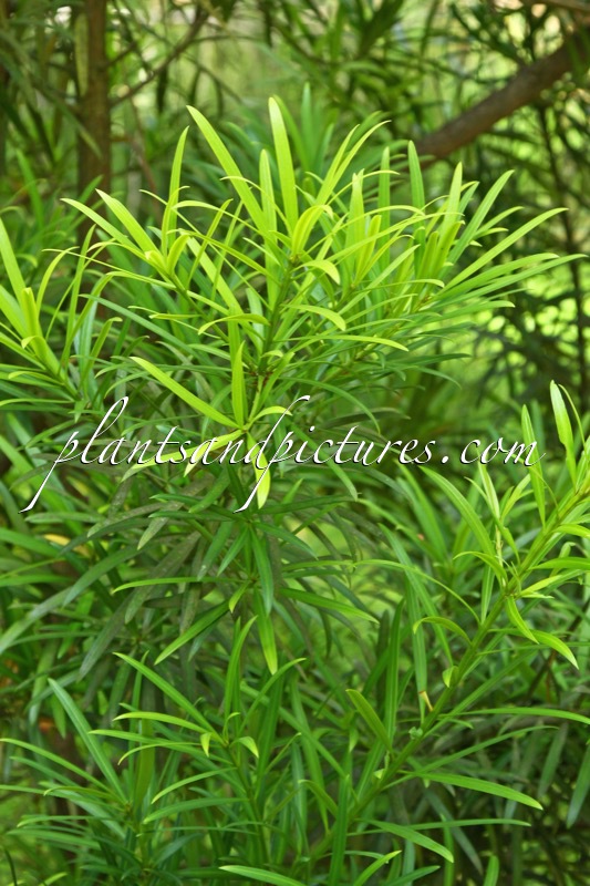 Podocarpus subtropicalis