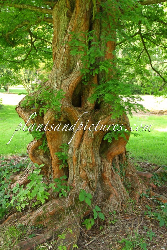 Metasequoia glyptostroboides