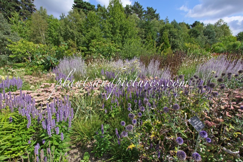 Agastache ‘Blue Fortune’