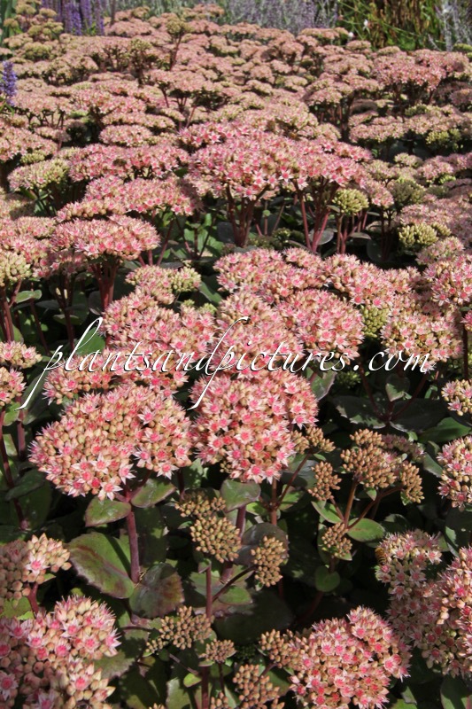 Sedum ‘Matrona’