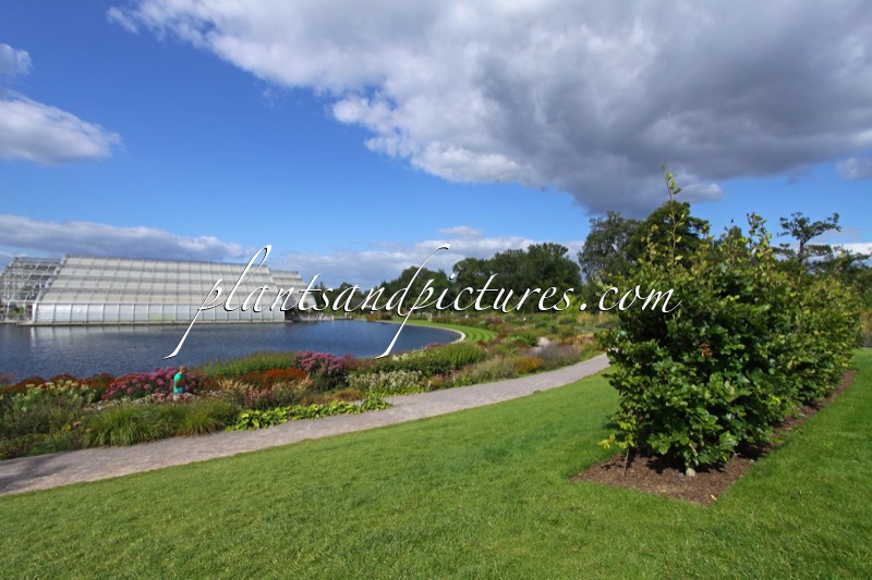 RHS Wisley Garden