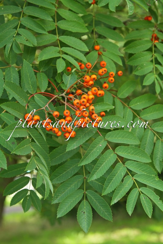 Sorbus pohuashanensis