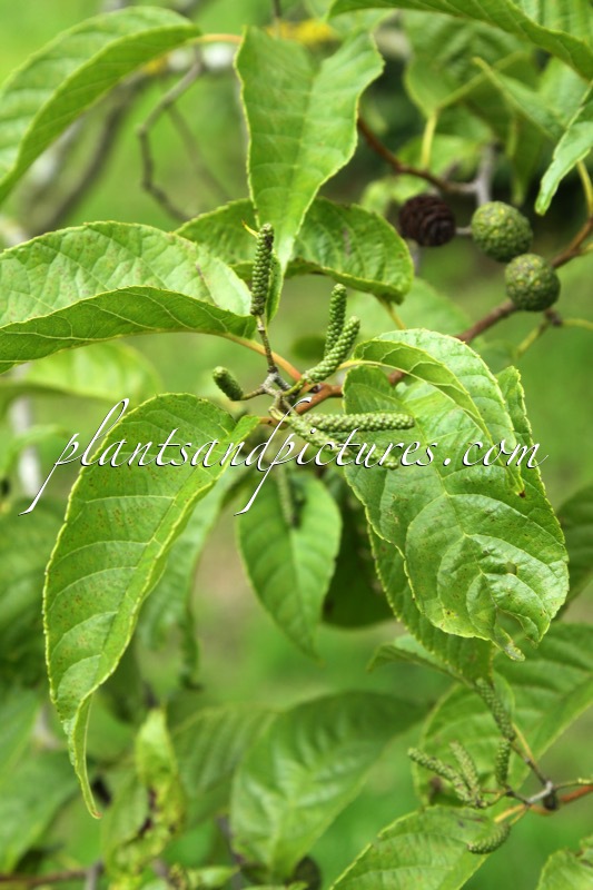 Alnus trabeculosa
