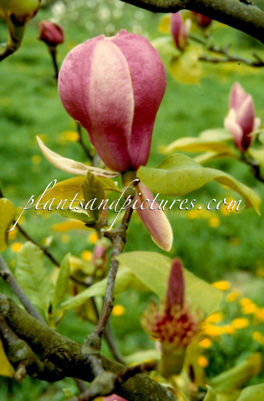 Magnolia ‘Joe McDaniel’