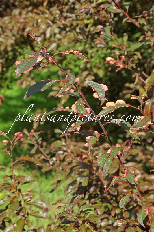 Prunus cerasifera ‘Hessei’